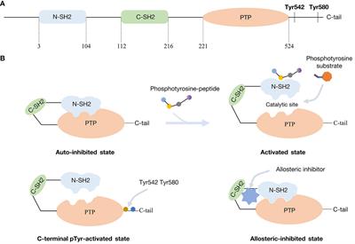 Tyrosine phosphatase PTPN11/SHP2 in solid tumors - bull’s eye for targeted therapy?